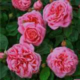 Gertrude Jeckyll Rosdgje - Garden Express Australia