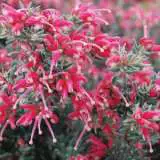 Grevillea Jelly Baby Lpogrejba - Garden Express Australia