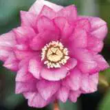 Hellebore Double Rose Pink Pplheldrp - Garden Express Australia