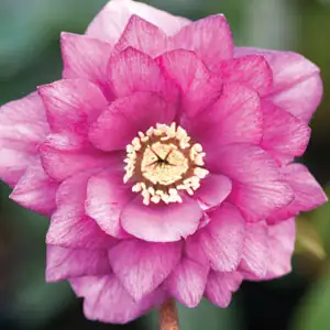 Hellebore Double Rose Pink