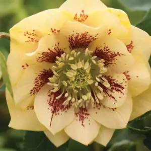 Hellebore Growing Guide Hellebore Double Yellow Spotted Pplheldys - Garden Express Australia