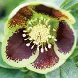 Hellebore Single Green Spotted Pplhelsgs - Garden Express Australia