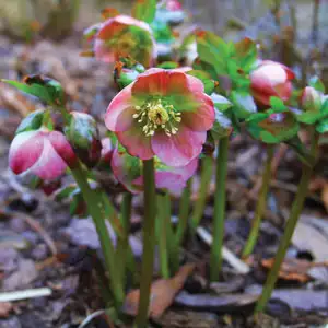 Hellebore Growing Guide Hellebore Single Pale Pink Pplhelspp - Garden Express Australia