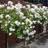 Iceberg Std Rossice - Garden Express Australia