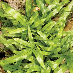 Microsorum Kangaroo Fern