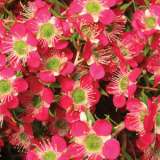 Leptospermum Outrageous