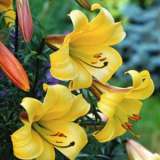 Regale Trumpet Lilium Golden Splendour