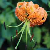 Lilium Henryi Pklilhen - Garden Express Australia