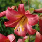 Lilium Planting And Care Guide Lilium Pink Perfection Pklilppe - Garden Express Australia
