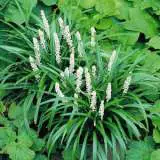 Liriope Monroe White Lpolirmwh - Garden Express Australia