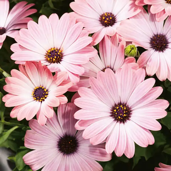 Osteospermum Serenity Pink Magic
