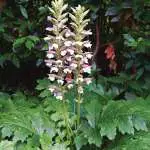 Top 10 Shade-loving Plants Oyster Plant 2019 Lpooyspla - Garden Express Australia