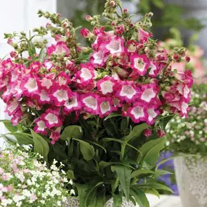 Penstemon Growing Guide Penstemon Pentastic Rose Pplpenpro - Garden Express Australia