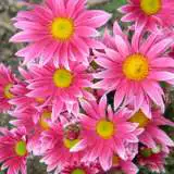 Pot Mum Bebop Rose Bicolour Pplpmubrb - Garden Express Australia