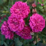 Purple Rain Rosgpra - Garden Express Australia