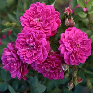 Rose Purple Rain (pbr)