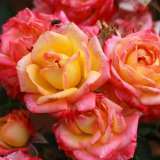 Rose Little Sunset Rosmlsu - Garden Express Australia