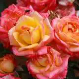 Rose Little Sunset Rosmlsu - Garden Express Australia