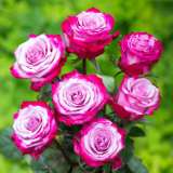 Rose Paradise Roshpar - Garden Express Australia