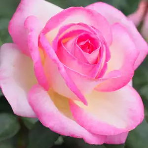 Rose Princess De Monaco