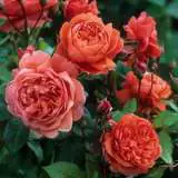 Rose Summer Song Rosdsso - Garden Express Australia