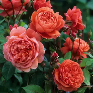 English Shrub Rose Summer Song (pbr) English Shrub Rose Summer Song (pbr)