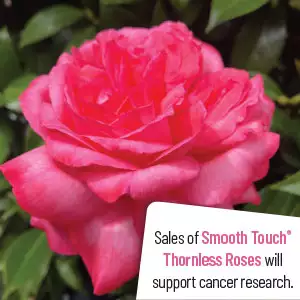 Thornless Rose Smooth Carley Rose Thornless Rose Smooth Carley Rose