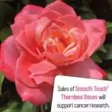 Smooth Destiny - Garden Express Australia