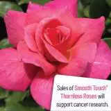 Thornless Rose Smooth Lady Thornless Rose Smooth Lady
