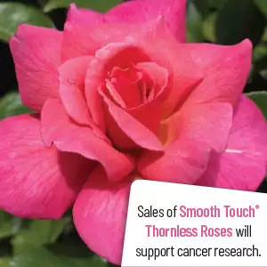 Thornless Rose Smooth Lady