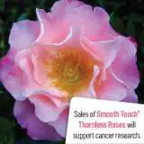 Smooth Nonnaslove - Garden Express Australia