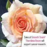 Smooth Serenity - Garden Express Australia