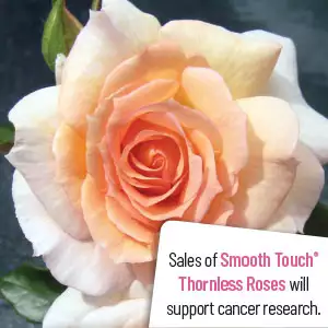 Thornless Rose Smooth Serenity