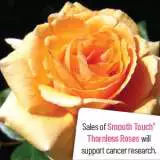 Smooth Shiningspirit - Garden Express Australia