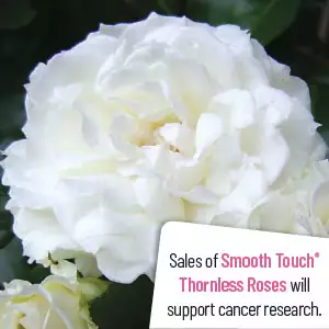 Thornless Rose Smooth Snowflake