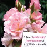 Smooth Sweetjessica - Garden Express Australia