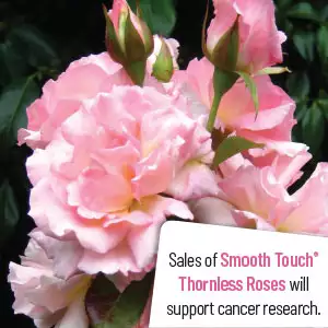 Thornless Rose Smooth Sweet Jessica