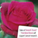 Smooth Velvet - Garden Express Australia