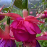 Fuchsia Weald View Shimmer P10fucwsh - Garden Express Australia