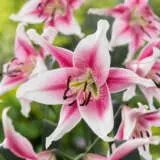 Lilium Anastasia 2024 Pklilana - Garden Express Australia