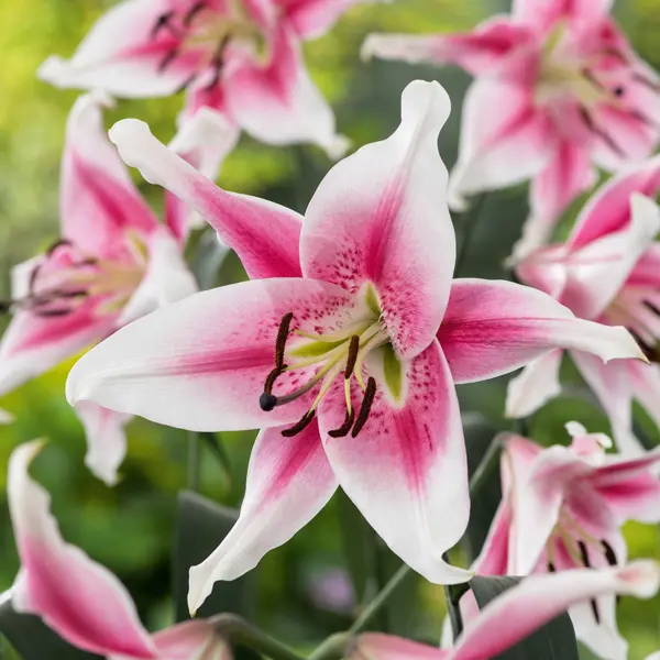 Lilium Anastasia