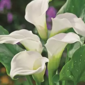 Calla Lily Growing Guide Calla Ventura Pkcalven - Garden Express Australia