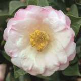 Camellia Dr Tinsley Lpocamdti - Garden Express Australia