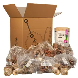 Mystery Box Spring Bulb Pack 1 Mystery Box Spring Bulb Pack 1