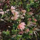 Grevillea Coral Baby 13 - Garden Express Australia