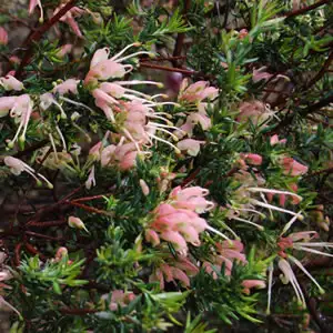 Grevillea Coral Baby
