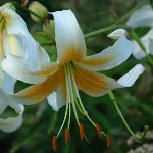 Oriental Trumpet Lilium Mr Cas