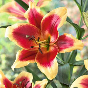 Lilium Red Morning Pklilrmo - Garden Express Australia