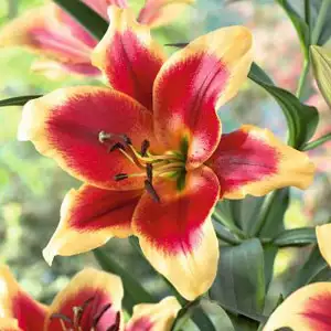 Oriental Trumpet Lilium Red Morning
