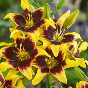 Lilium Tango Pieton
